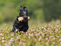 Retriever och Cocker spaniel – vänliga hundar med driv