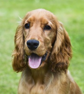 Cocker spaniel puppy dog