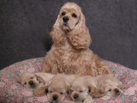 Cocker Spaniel
