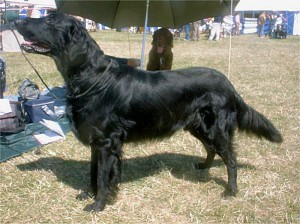 Flatcoated retriever 1