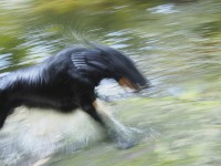 Running dog splashing water around them