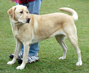 Labrador retriever 2