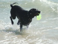 Labrador retriever