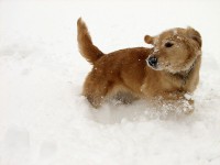 Golden retriever