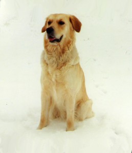Golden_Retriever-Sara