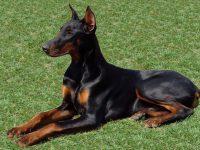 Dobermann