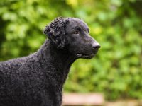 curly coated retriever