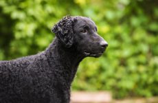 curly coated retriever