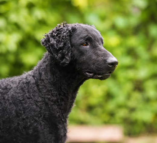 curly coated retriever