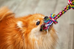 playful dogs play - pulls the toy