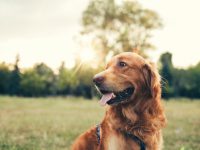 Golden retriever at the park