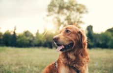 Golden retriever at the park