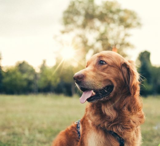 Golden retriever at the park
