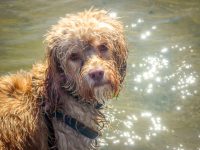 Cockerpoo