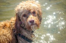 Cockerpoo