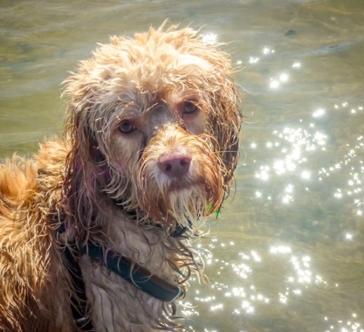 Cockerpoo