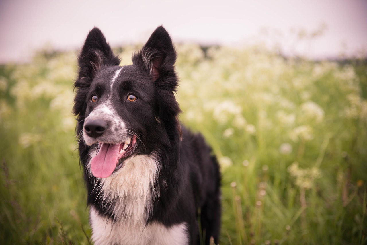 Border collie är en vallhund
