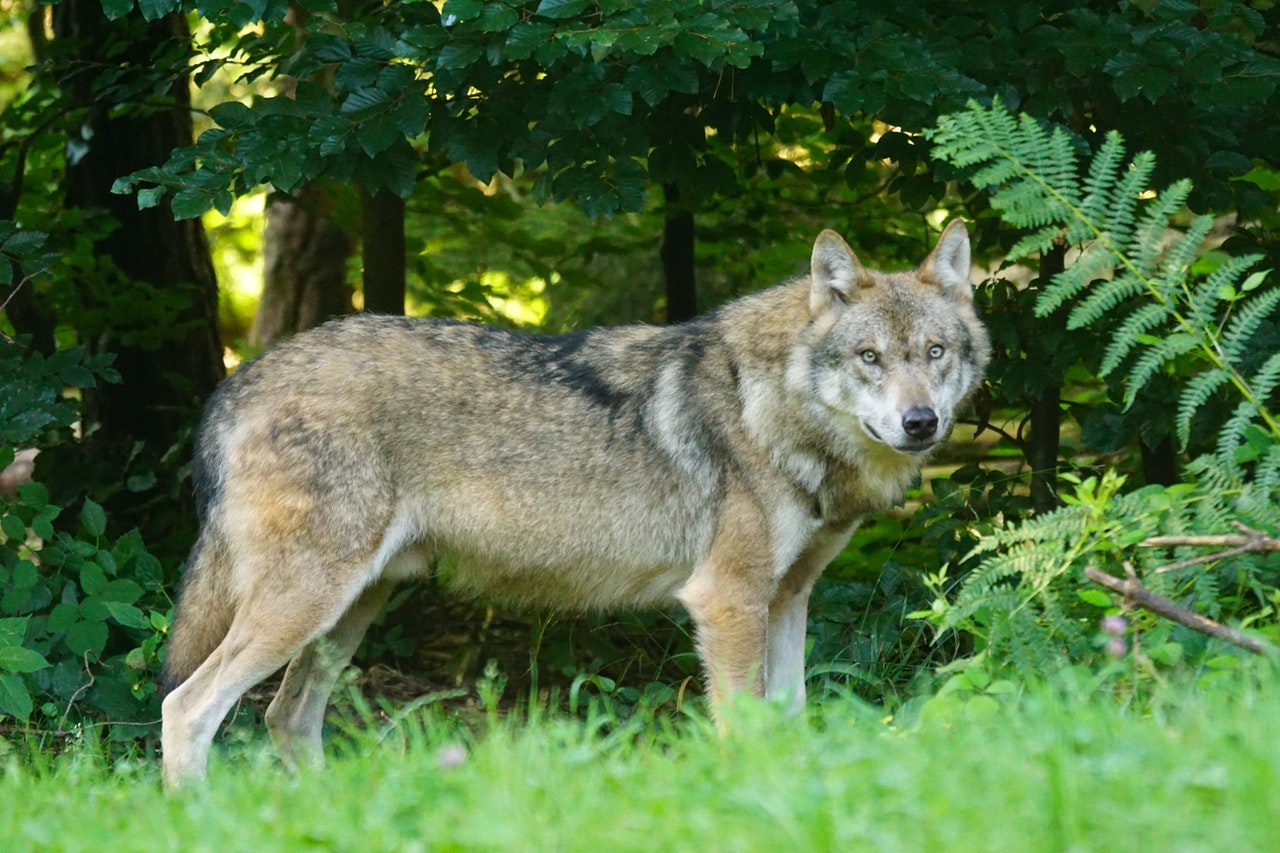 Rovdjur i skogen