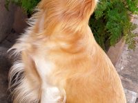 Retriever och Cocker spaniel