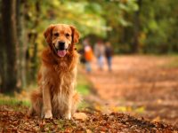 Retriever/cocker spaniel (hundraserna)