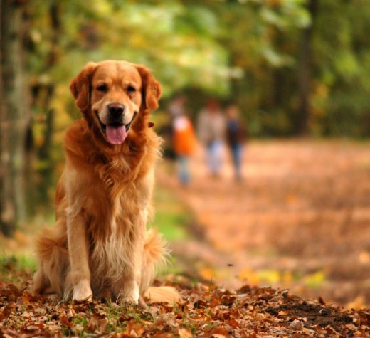 Retriever/cocker spaniel (hundraserna)