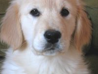 Blandraser med retriever och spaniel