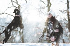 Vinterlekar med din labrador