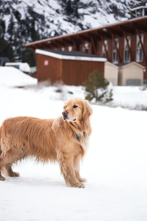 En golden retriever är den perfekta familjehunden