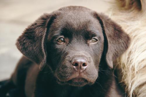Att köpa en retriever eller cocker spaniel