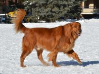 Retriever och spaniel som terapihundar: Deras unika egenskaper för emotionellt stöd