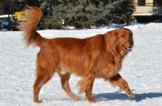 Retriever och spaniel som terapihundar: Deras unika egenskaper för emotionellt stöd