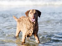 A happy chesapeake bay retriever plays in the surf at the ocean.
