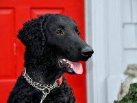 A portrait of a black curly coated retriever in frontt of a red door